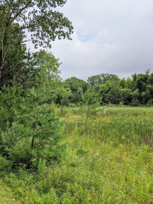 Harbert Road Preserve