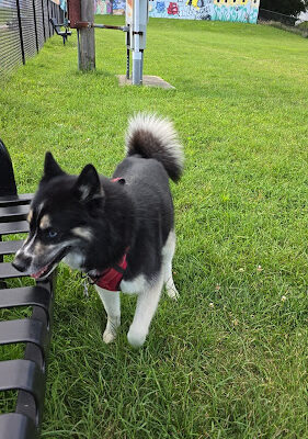 Three Rivers Dog Park