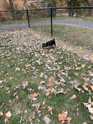 Timberville Dog Park