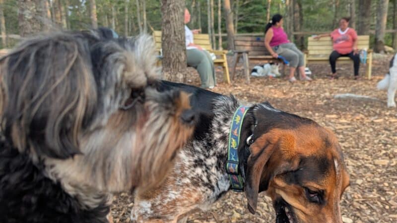 Raymond F Jones Memorial Dog Park - Tiverton, RI