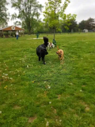 Glass City Dog Park (Membership Required) - Toledo,