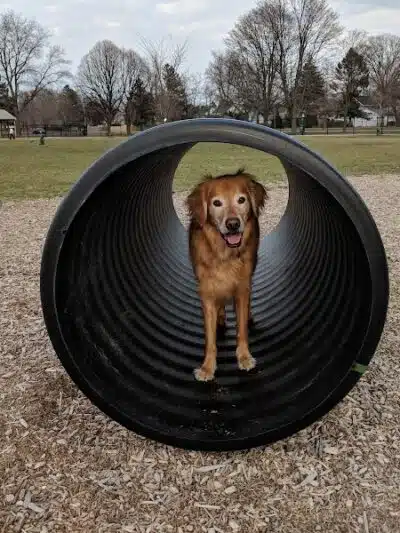 Glass City Dog Park (Membership Required) - Toledo,
