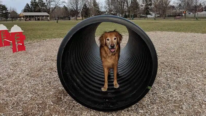Glass City Dog Park (Membership Required) - Toledo,