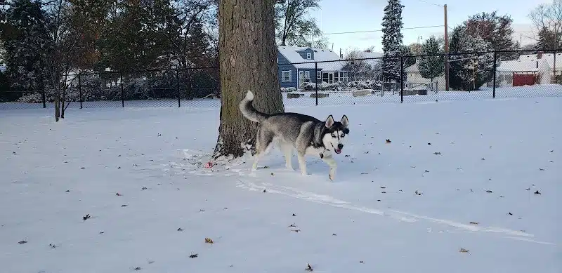 Glass City Dog Park (Membership Required) - Toledo,