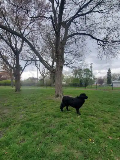 Glass City Dog Park (Membership Required) - Toledo,