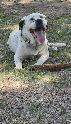 Middlegrounds Dog Park