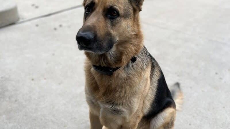 Middlegrounds Dog Park - Toledo,