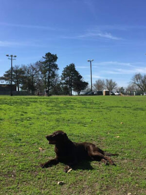 Hills Pet Nutrition Bark Park
