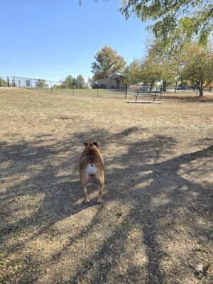 Shawnee Lake Off-Leash Dog Area