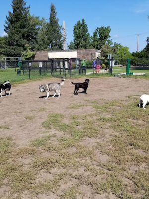 Wags West Dog Park