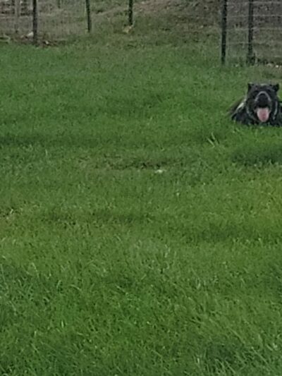 City Dog Park - Trinidad, CO