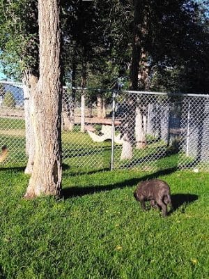 City Dog Park - Trinidad, CO