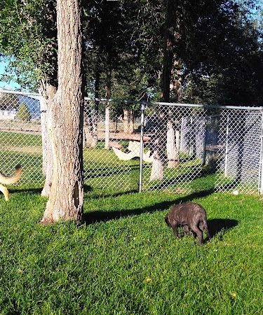 City Dog Park - Trinidad, CO