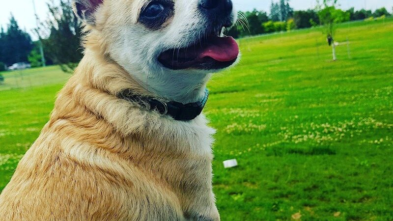 Daisy Knight Dog Park - Troy, MI