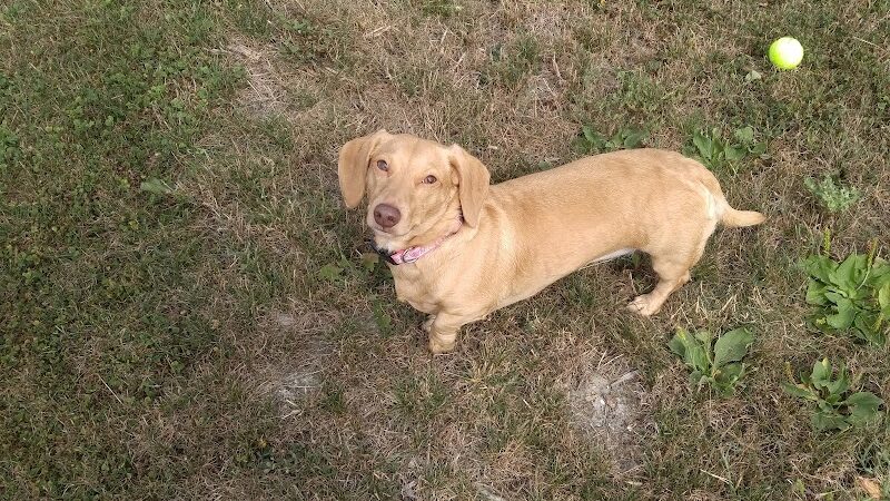 Daisy Knight Dog Park - Troy, MI