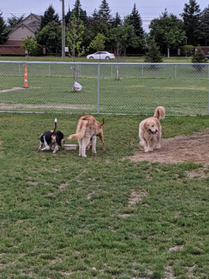 Daisy Knight Dog Park