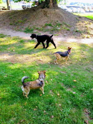 Cahaba Dog Park