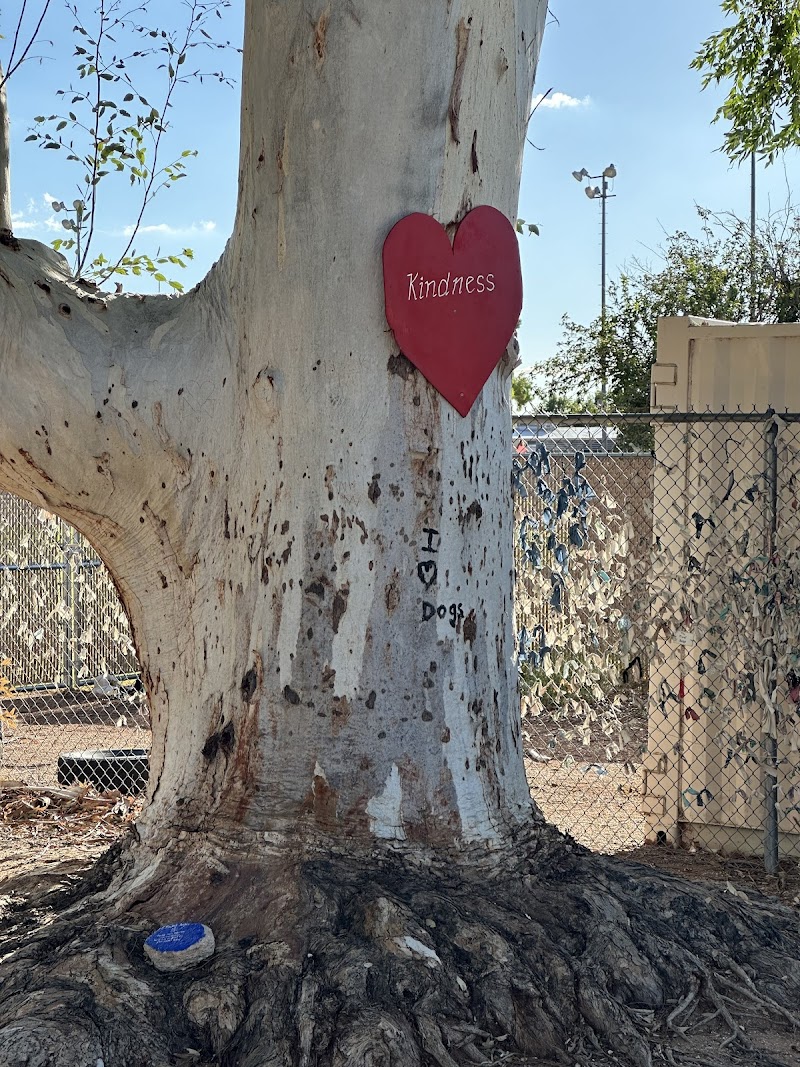 Palo Verde Dog Park - Tucson, AZ