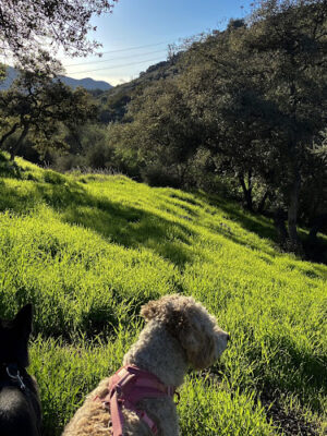 Haines Canyon Park