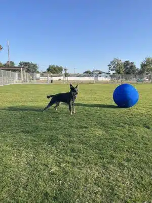 K9 Bane Dog Park