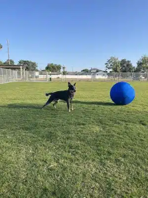 K9 Bane Dog Park