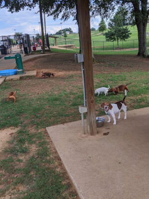 Will May Dog Park