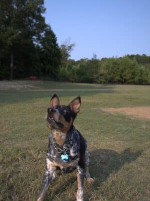 Bossart Park