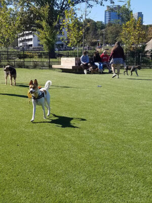 The Mile Dog Park