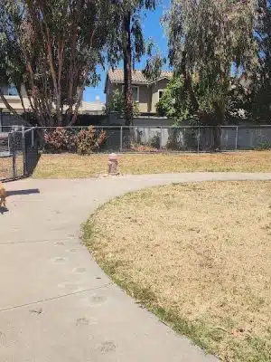 Drigon Dog Park