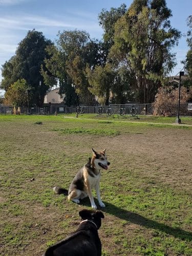 Drigon Dog Park