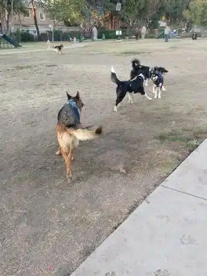 Drigon Dog Park