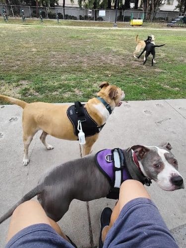 Drigon Dog Park