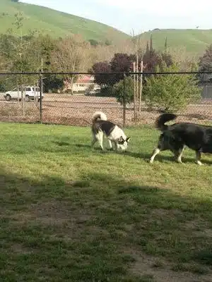 Drigon Dog Park