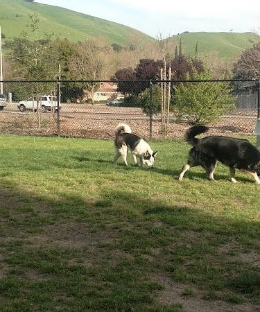 Drigon Dog Park