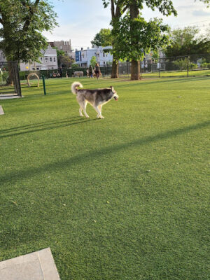 Washington Park Dog Run