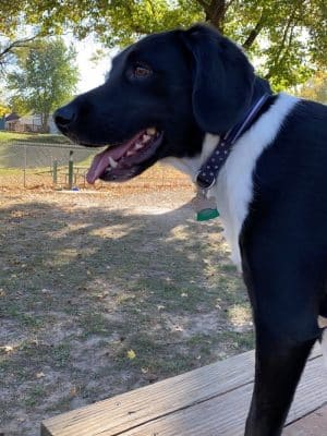 Union Dog Park