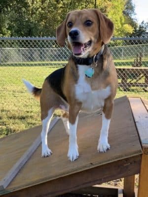 Union Dog Park