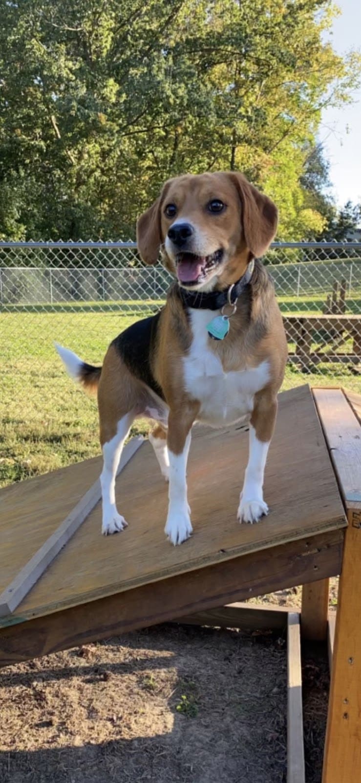 Union Dog Park - Union, MO