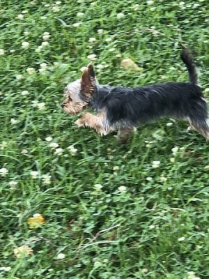 Union Dog Park