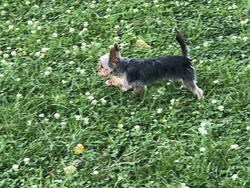 Union Dog Park - Union, MO
