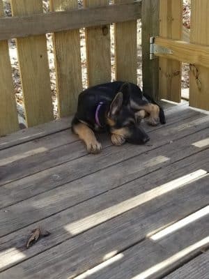 Union Dog Park
