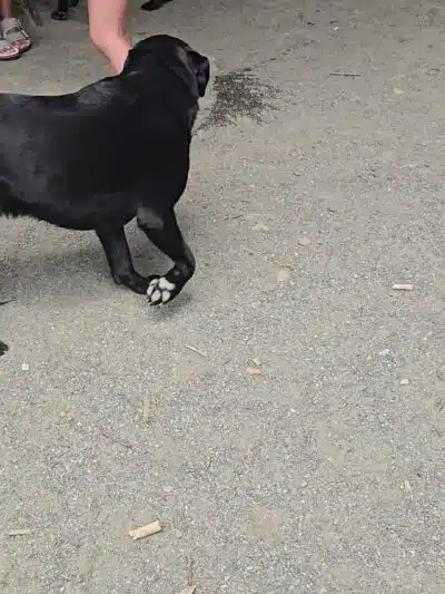 Brookdale Dog Park - UPR MONTCLAIR, NJ