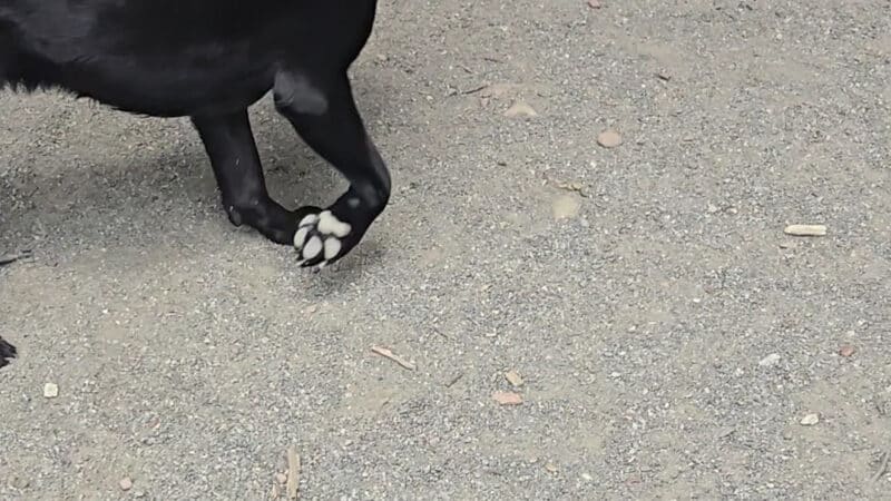 Brookdale Dog Park - UPR MONTCLAIR, NJ