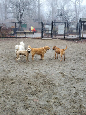 Brookdale Dog Park