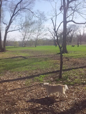 Urbana Dog Park (Private/Members Only)
