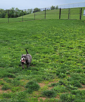 Dog Park Urbana at Urbana District Park