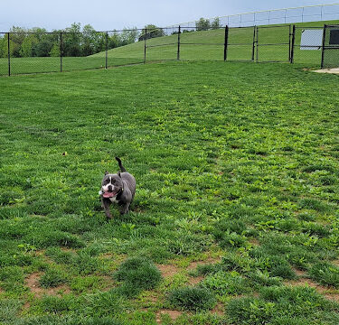 Dog Park Urbana at Urbana District Park