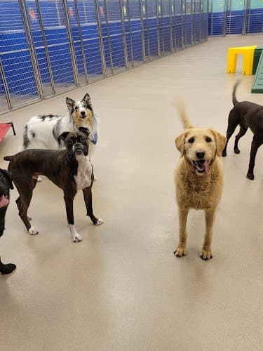 Stylin Paws Play Place