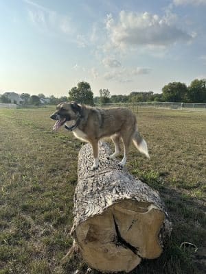 Urbandale Dog Park - Membership Required
