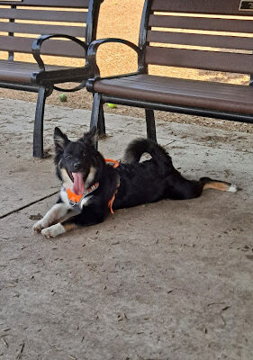 Talley Day Dog Park